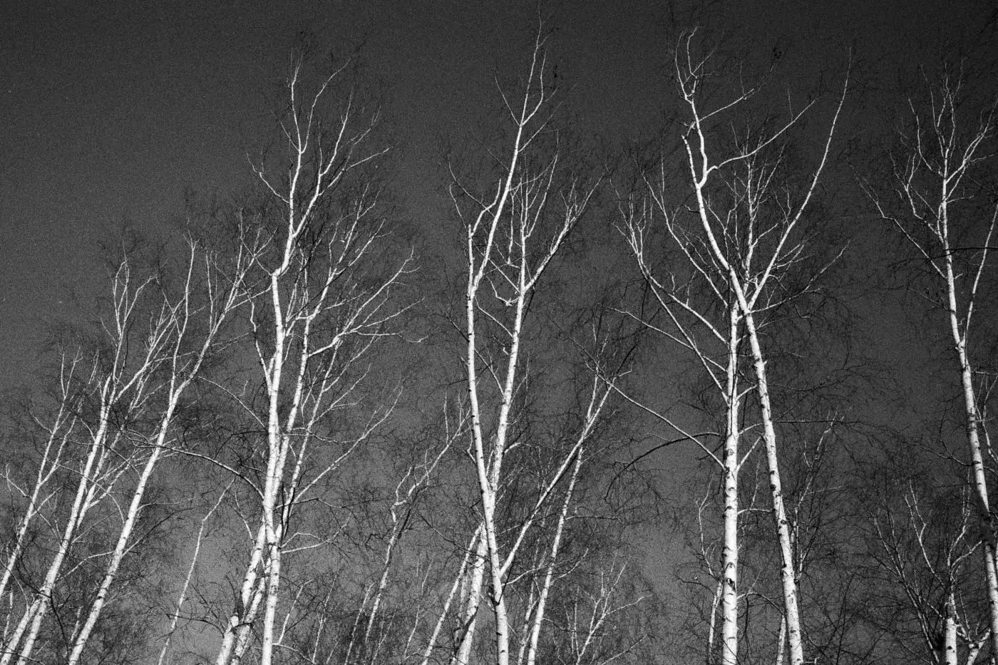 White birch trees viewed from below with bare branches against the sky in winter or autumn