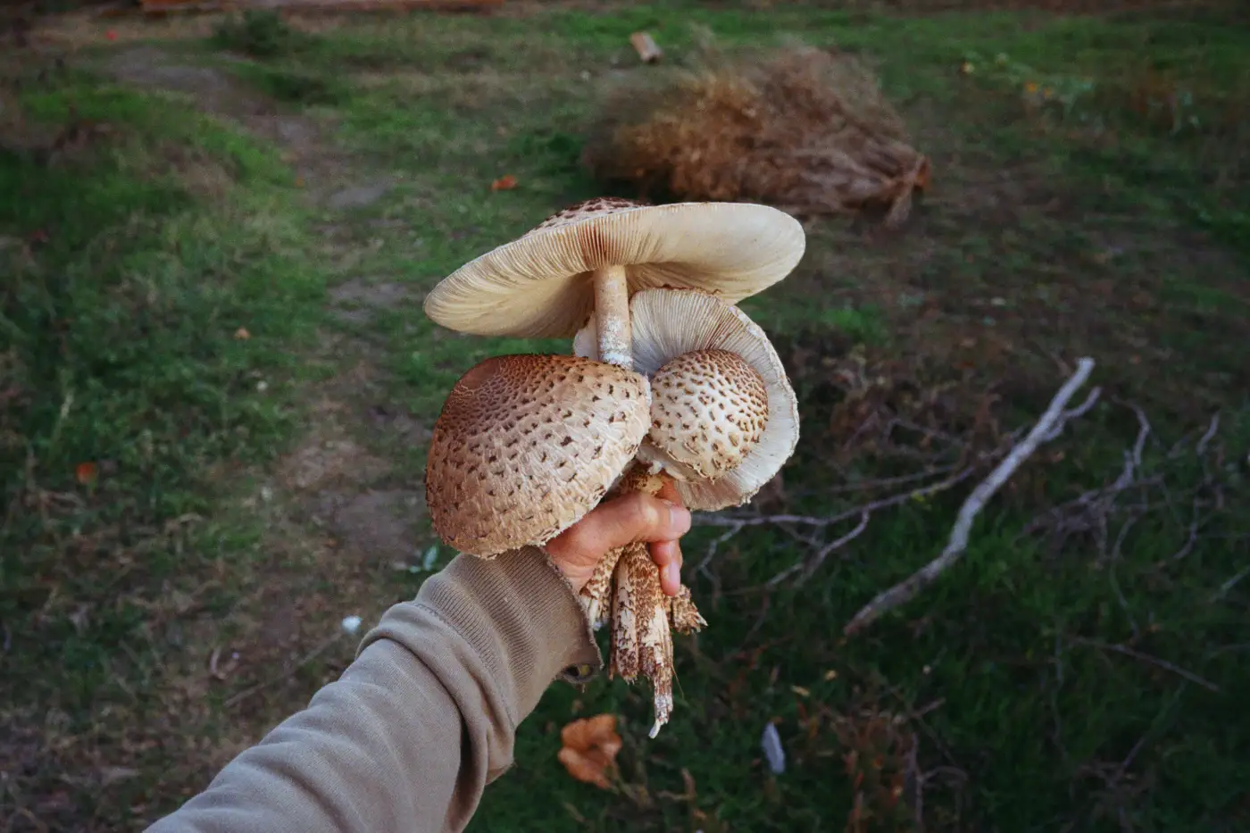 Close-up of a hand holding a bouquet of parasol mushrooms
